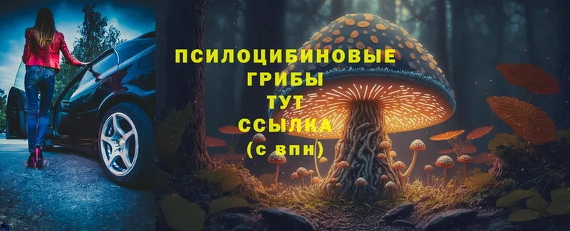 Галлюциногенные грибы Magic Shrooms  Кирсанов 